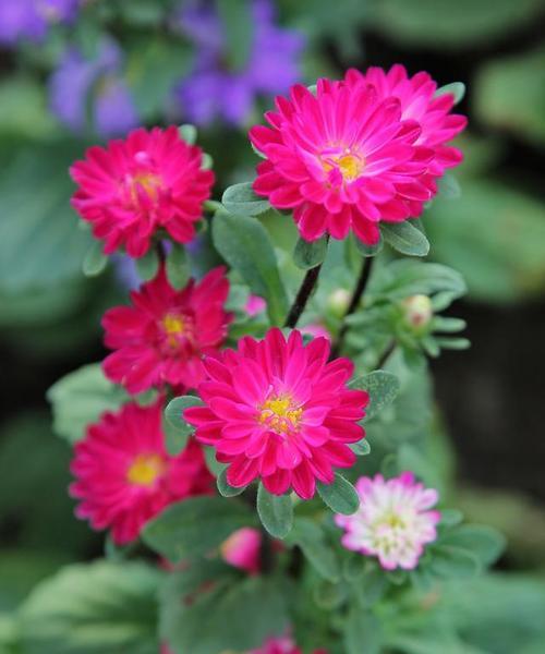 表示积极向上的花花语是什么？积极向上的花有哪些？