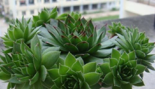 多肉植物有毒性吗？室内养护需要注意什么？