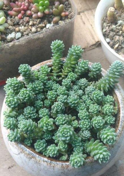 多肉植物有多少品种？如何识别不同种类的多肉？