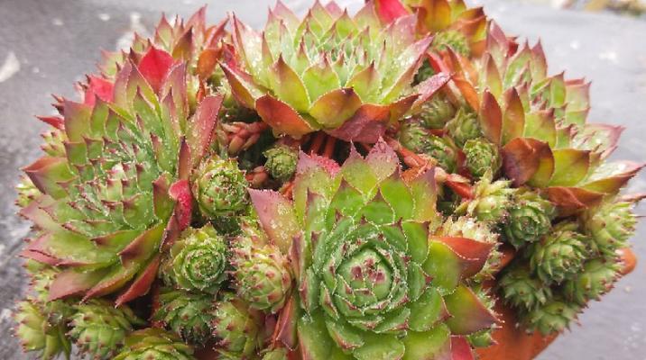 多肉植物有多少品种？如何识别不同种类的多肉？