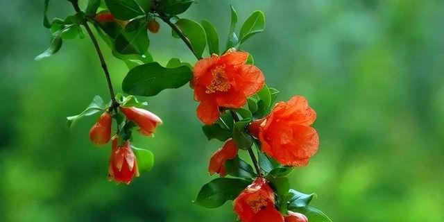 表示坚持的花花语是什么？坚持的花有哪些种类？