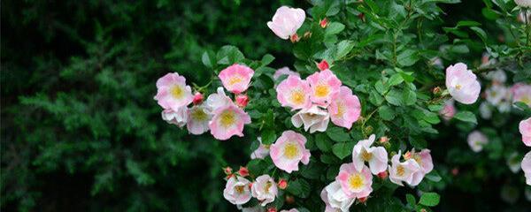 表示坚持的花花语是什么？坚持的花有哪些种类？