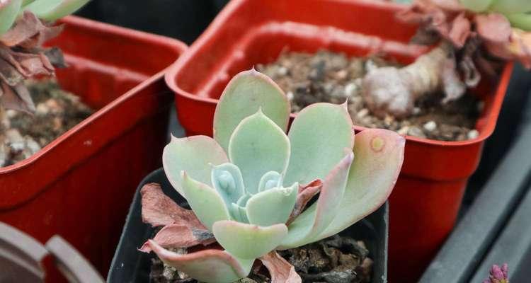 多肉雨滴怎么养出状态？如何保持其最佳观赏效果？