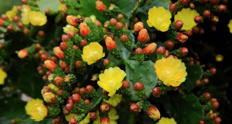 表示坚强的花花语是什么？坚强的花有哪些种类？
