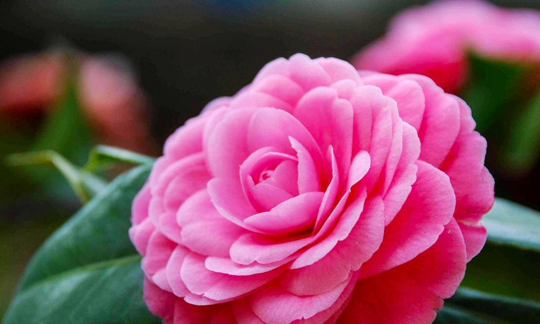 表示坚韧的花有哪些？花语中坚韧的花代表什么？