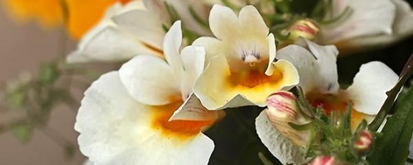 表示敬佩的花花语是什么？哪些花代表敬佩？