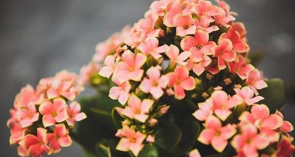 表示敬佩的花花语是什么？哪些花代表敬佩？