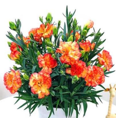 表示敬意的花花语是什么？敬意的花有哪些种类？