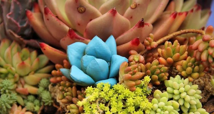 多肉玉坠浇水方法是什么？多久浇一次水合适？