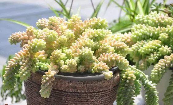 多肉玉坠浇水方法是什么？多久浇一次水合适？