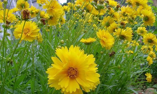 表示乐观的花花语是什么？如何用花表达乐观态度？