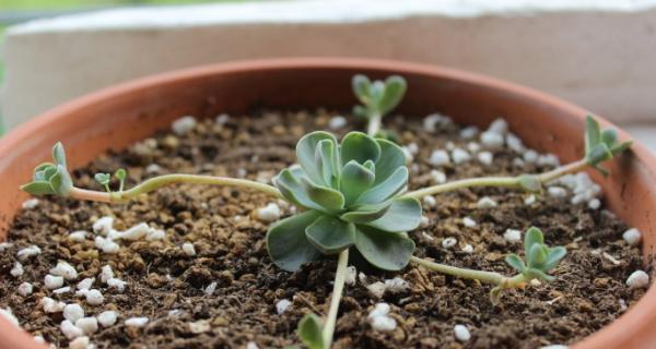 多肉植物怎么养？栽种时需注意哪些问题？