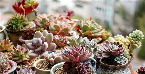 多肉植物怎么养？栽种时需注意哪些问题？