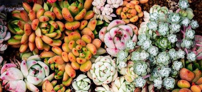 多肉植物室内与室外养护对比？哪种更适合多肉生长？
