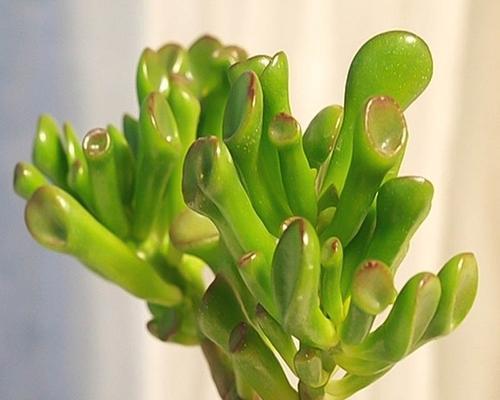 多肉植物室内与室外养护对比？哪种更适合多肉生长？