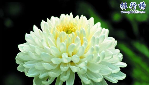 表示平安的花有哪些？它们的花语是什么？