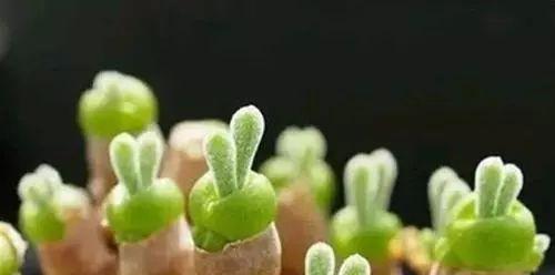 多肉植物发芽不顺利怎么办？快速发芽的秘诀是什么？