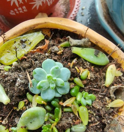 多肉植物发芽不顺利怎么办？快速发芽的秘诀是什么？