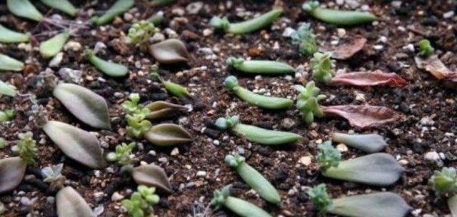 多肉植物发芽不顺利怎么办？快速发芽的秘诀是什么？