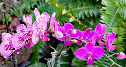 表示亲情的花花语是什么？亲情的花有哪些种类和含义？