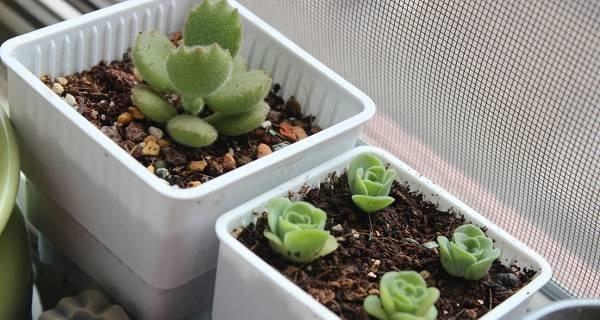 多肉植物分株图解教程？最佳分株时间是什么时候？