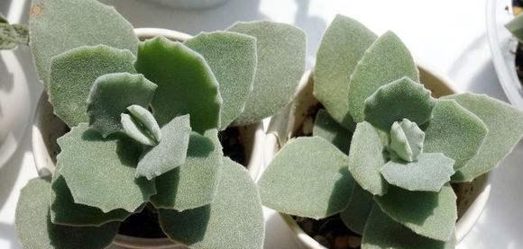 多肉植物分株图解教程？最佳分株时间是什么时候？