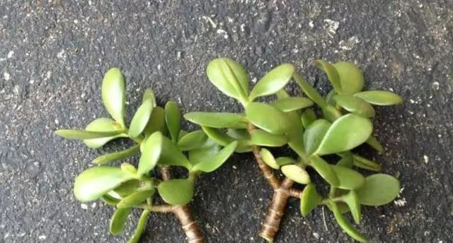 多肉植物分株图解教程？最佳分株时间是什么时候？