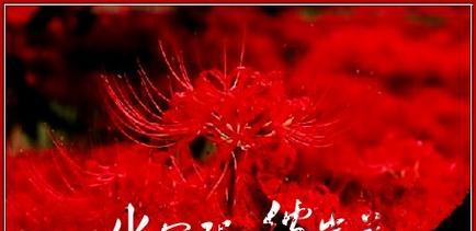 表示请求原谅的花花语是什么？如何用花表达歉意？
