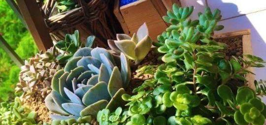 多肉植物换土换盆的最佳时机是什么时候？步骤有哪些？