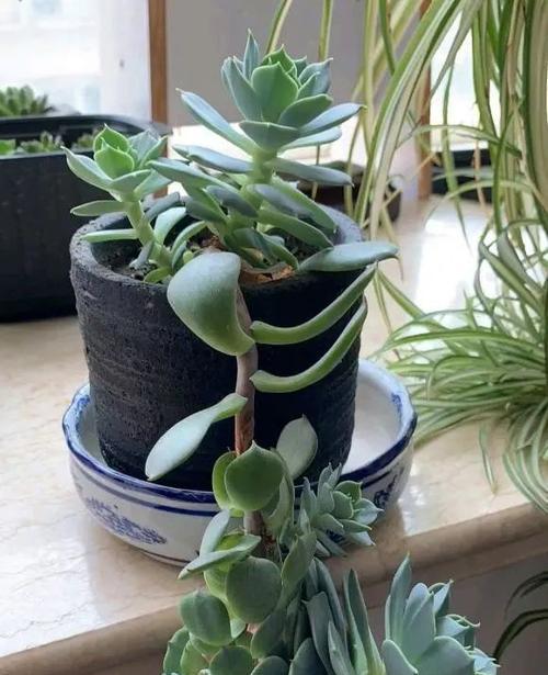 多肉植物换土换盆的最佳时机是什么时候？步骤有哪些？
