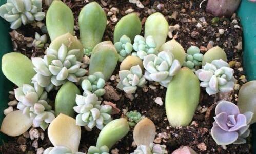 多肉植物换土换盆的最佳时机是什么时候？步骤有哪些？
