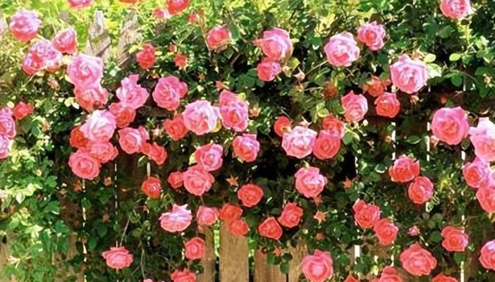 表示热情的花花语是什么？热情的花有哪些种类？