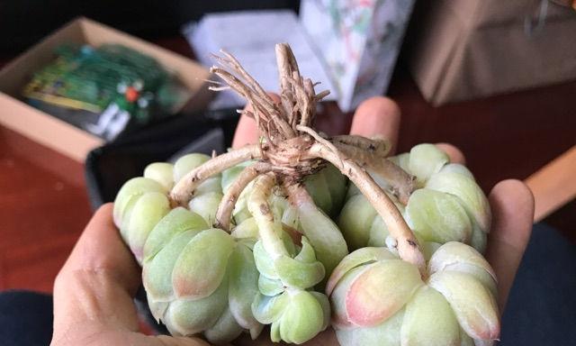 多肉植物修根上盆前应该注意什么？修根步骤和技巧是什么？