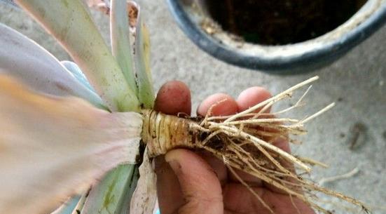 多肉植物修根上盆前应该注意什么？修根步骤和技巧是什么？