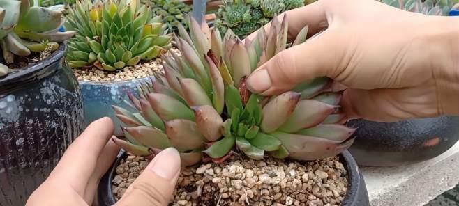 多肉植物修根上盆前应该注意什么？修根步骤和技巧是什么？