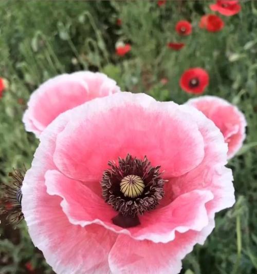表示伤感的花有哪些？它们的花语是什么？