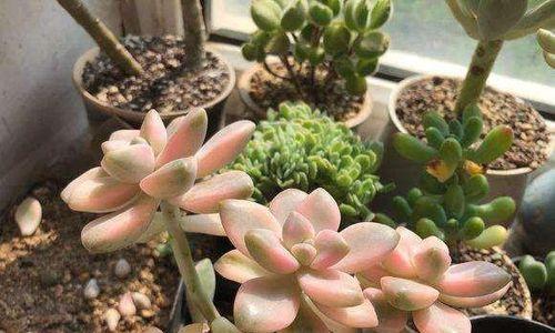 多肉植物如何快速爆盆？掌握这些技巧轻松实现！