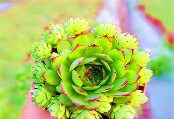 多肉植物如何快速爆盆？掌握这些技巧轻松实现！