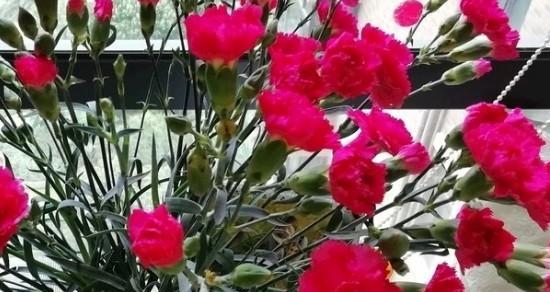 表示胜利的花花语是什么？如何用胜利的花表达胜利？