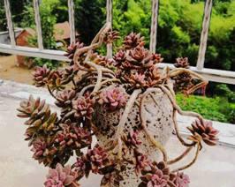 多肉植物如何培养出老桩造型？需要多长时间？