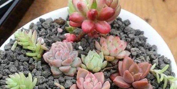多肉植物如何养护才能保持美观？修剪造型有哪些技巧？