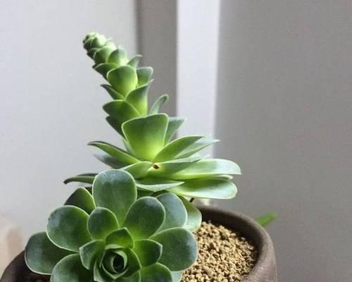 多肉植物如何快速生长旺盛？养护技巧有哪些？