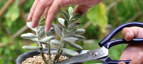多肉植物如何快速生长旺盛？养护技巧有哪些？
