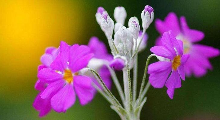 守护的花有哪些？表示守护的花花语是什么？