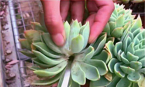多肉植物摘心的最佳时机是什么时候？如何正确进行摘心操作？