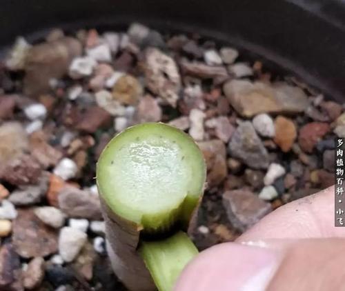 多肉植物摘心的最佳时机是什么时候？如何正确进行摘心操作？