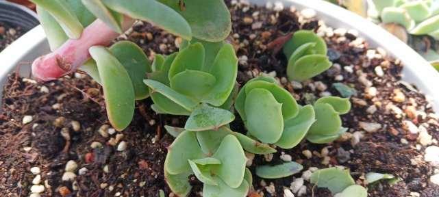 多肉植物摘心的最佳时机是什么时候？如何正确进行摘心操作？