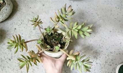 多肉植物长得过高怎么修剪？如何防止多肉徒长？
