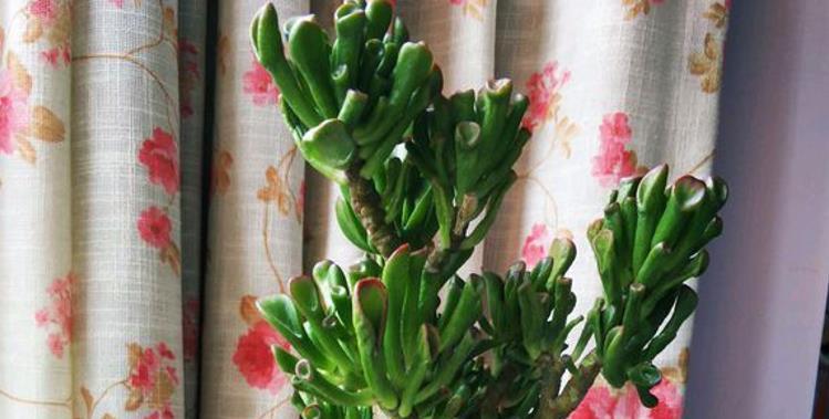 多肉植物长得过高怎么修剪？如何防止多肉徒长？