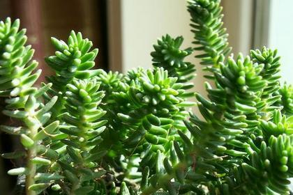 多肉植物的生长环境是什么？在哪些地方条件最适合生长？